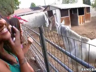 Gà con sự nịnh hót tại các ngựa trang trại phim